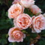 Memorial Rose. Rose Sweet Dreams, thumbnail 1 of 1