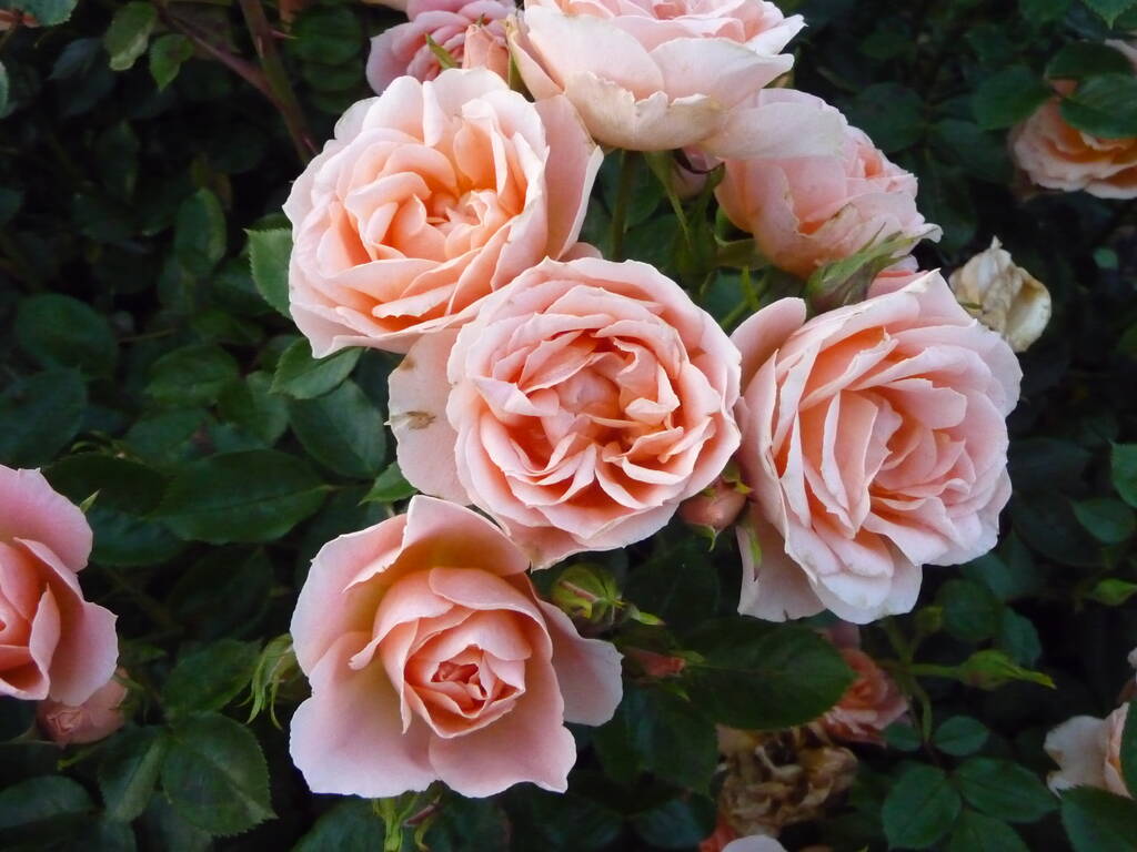 Memorial Rose. Rose Sweet Dreams