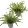 Pack Of Two Artificial Boston Fern Plant In Pots, thumbnail 4 of 6