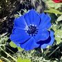 Anemone Garden Stakes Set Of Five, thumbnail 5 of 9