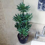 60cm Artificial Tropical Yukka Palm Potted In Planter, thumbnail 2 of 4