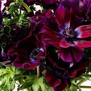 Purple Velvet Anemones Fresh Flower Bouquet, 2 of 3