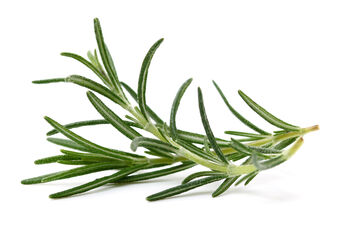 Herb Plants Rosemary Six X Plug Pack, 6 of 6