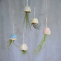 Jellyfish Air Plant Hanging Decorations Stone, thumbnail 1 of 8