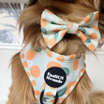 Dog Bow Tie | Oranges And Blossoms, 5 of 5