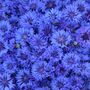 Flowering Plants 'Cornflower' Three X 9cm Pots, thumbnail 2 of 4