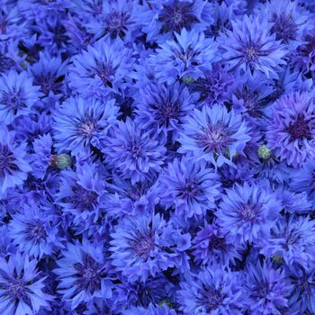 Flowering Plants 'Cornflower' Three X 9cm Pots, 2 of 4