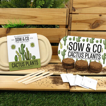 Sow And Co Grow Kits Chilli, Bonsai, Herbs Or Cactus, 5 of 12