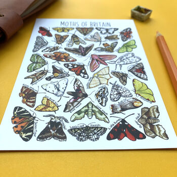 Moths Of Britain Watercolour Postcard, 5 of 9