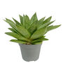 Gasteria Tiga Aloe Low Light Succulent House Plant, thumbnail 2 of 3