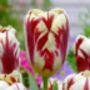Tulipa Grand Perfection – 15 Red Flamed Tulip Bulbs, thumbnail 1 of 4