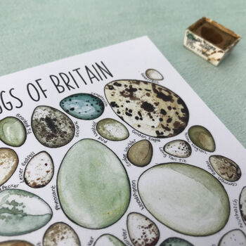 Bird Eggs Of Britain Illustrated Postcard, 7 of 11