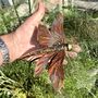 Copper Dragonfly Garden Stake – Outdoor Metal Sculpture – Copper And Brass Insect On Curved Pole, thumbnail 6 of 7
