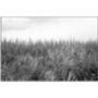 Wild Grasses I, Occold Photographic Art Print, thumbnail 3 of 4