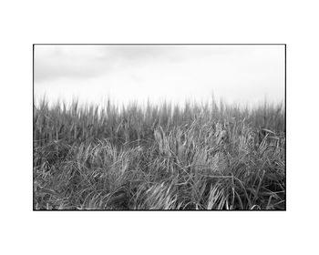 Wild Grasses I, Occold Photographic Art Print, 3 of 4