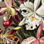 Floral Orchids Vintage Style Art Print, thumbnail 4 of 4