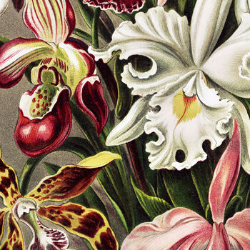 Floral Orchids Vintage Style Art Print, 4 of 4