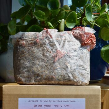 Pink Oyster Mushroom Grow Kit, 3 of 7