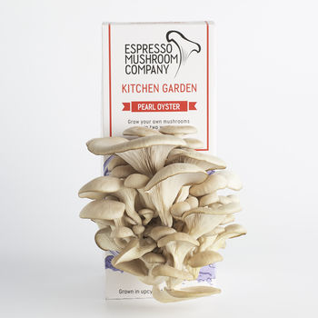 Pearl Oyster Grow Your Own Mushroom Kit, 8 of 9
