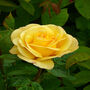 Rose Grandma's Rose, Garden Rose Gift, thumbnail 1 of 2