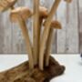 Assorted Wooden Mushroom Forest On Teak Root Wood, thumbnail 10 of 12