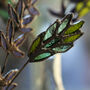 Sweet Vernal Grass Stained Glass Wildflower, thumbnail 4 of 7