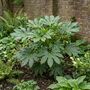 Fatsia Japonica7.5 L Architectural Evergreen Shrub, thumbnail 2 of 5