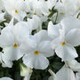 Flowers Trailing Pansy 'White' Three X 9cm Pots, thumbnail 2 of 5