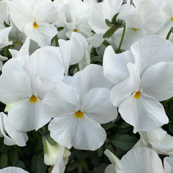 Flowers Trailing Pansy 'White' Three X 9cm Pots, 2 of 5