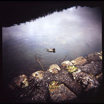 Duck On Yew Tree Tarn, The Lake District, 2 of 11