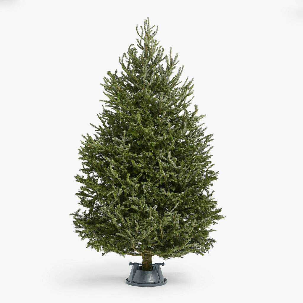 Real Fraser Fir Christmas Trees 5ft To 8ft By The Handmade Christmas Co