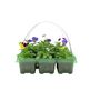 Viola Mixed 2x 6 Packs 12 Plants, thumbnail 2 of 3