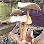 Wooden Mushrooms Ornament For Garden, thumbnail 1 of 6