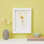 Daffodil Framed Print Mother's Day Gift, thumbnail 1 of 3