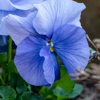 Flowers Pansy 'True Blue' Six X Plant Pack, 5 of 5