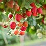 Fruit Plants In Two Litre Pots, thumbnail 3 of 5