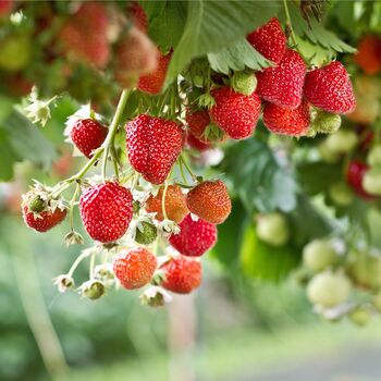 Fruit Plants In Two Litre Pots, 3 of 5