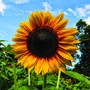 ‘Hello Sunshine’ Personalised Sunflower Seed Packet, thumbnail 5 of 5