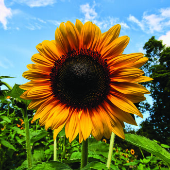 ‘Hello Sunshine’ Personalised Sunflower Seed Packet, 5 of 5
