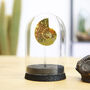 Madagascan Ammonite Fossil Glass Bell Jar, thumbnail 1 of 3