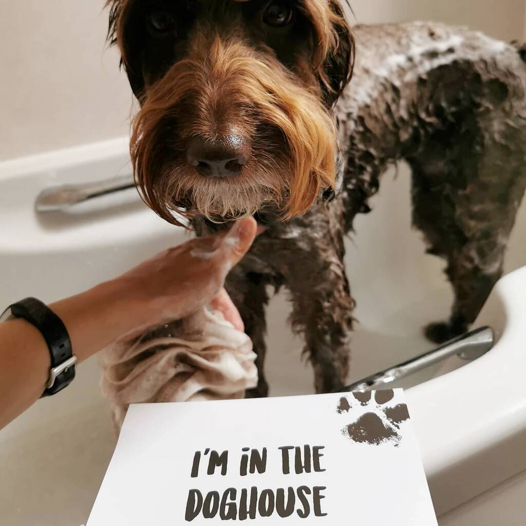 I Am Dog! Doggy Photo Prop Milestone Cards, 1 of 5