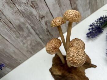 Assorted Wooden Mushroom Forest On Teak Root Wood, 12 of 12