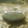 Small Scallop Shell Ring Friends Of The Sea, thumbnail 2 of 5