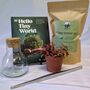 Terrarium Making Bundle, thumbnail 1 of 6