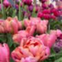 Tulip 'Pink Star' 15 Bulbs – Vibrant Pink Star Shaped Tulips, thumbnail 1 of 7