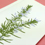 Ysbwynwydd Welsh Herbs Rosemary Card With Seeds, thumbnail 4 of 6