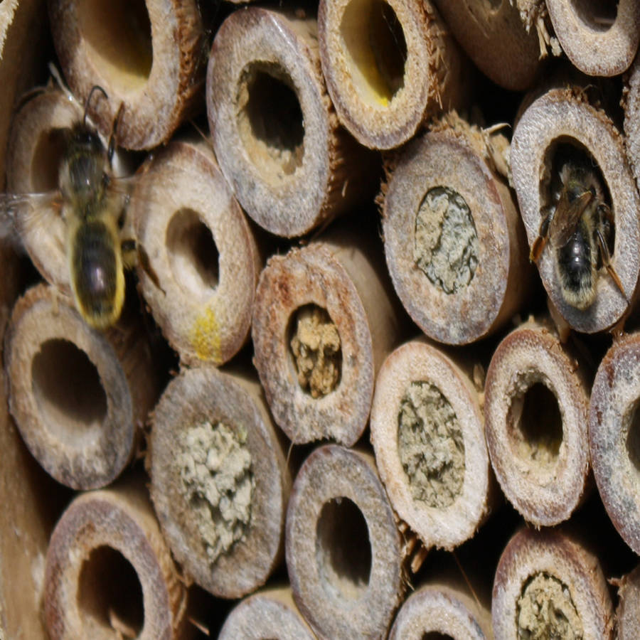 natural wood bee log by the orchard | notonthehighstreet.com