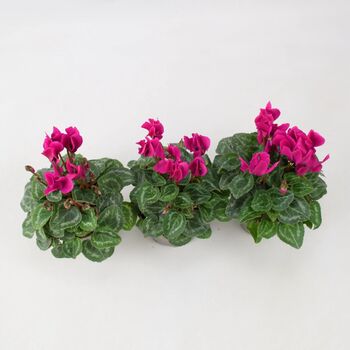 Cyclamen Purple Plants In 9cm Pots X3, 2 of 2