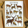 Deer Of Britain Watercolour Postcard, thumbnail 1 of 10