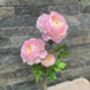 Pale Pink Artificial Silk Ranunculus Mothers Day Gift, thumbnail 6 of 6